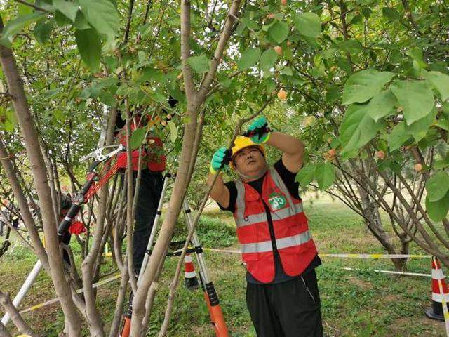 129名选手同台修树！2024年海右技能人才大赛——园林植物修剪BOB半岛职业技能竞赛举办_泉城新闻_大众网(图2)