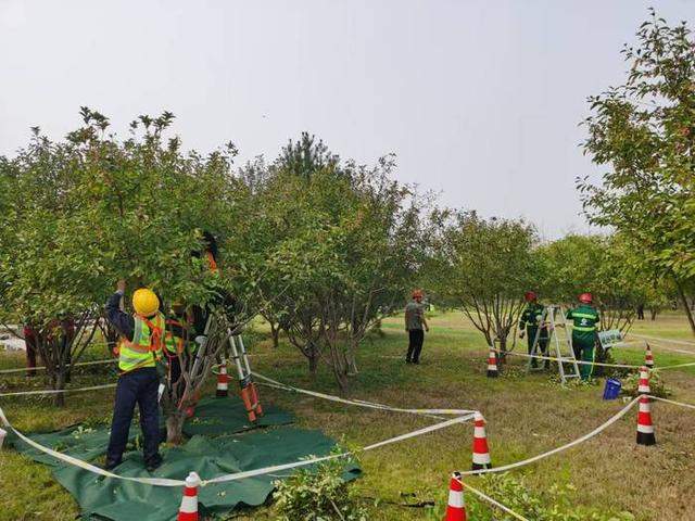 129名选手同台修树！2024年海右技能人才大赛——园林植物修剪BOB半岛职业技能竞赛举办_泉城新闻_大众网(图3)