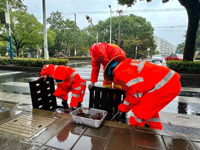 bob半岛体育清理窨井、加固树木松江绿化市容局全力防御台风“康妮”(图1)