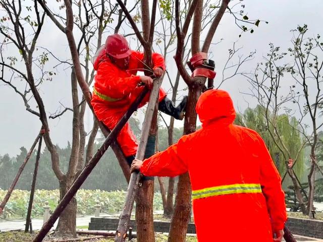 bob半岛体育清理窨井、加固树木松江绿化市容局全力防御台风“康妮”(图2)