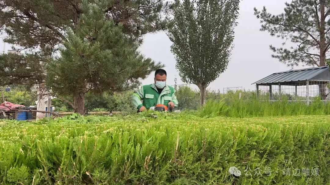 陕西靖边：匠bob半岛体育心修剪绿化树木打造宜居城市提升居民幸福感(图1)