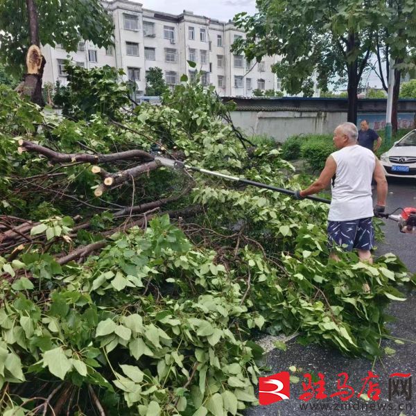 驻马店市园林绿化所：及bob半岛官网时清理市区受损树木(图2)